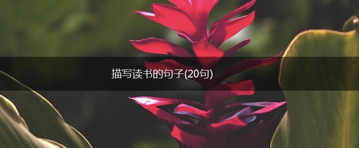 描写读书的句子(20句),第1张