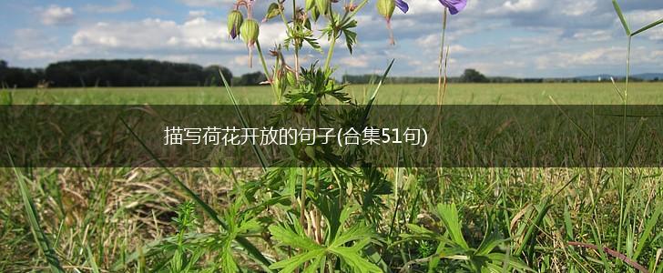 描写荷花开放的句子(合集51句),第1张