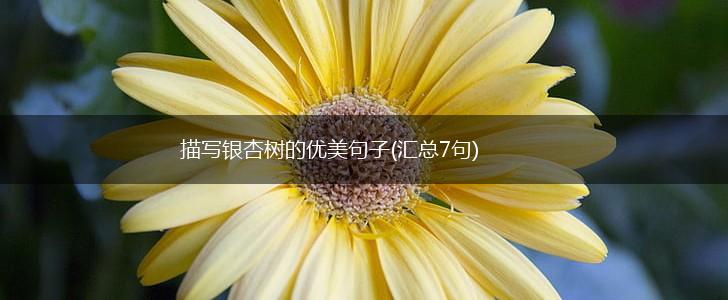 描写银杏树的优美句子(汇总7句),第1张