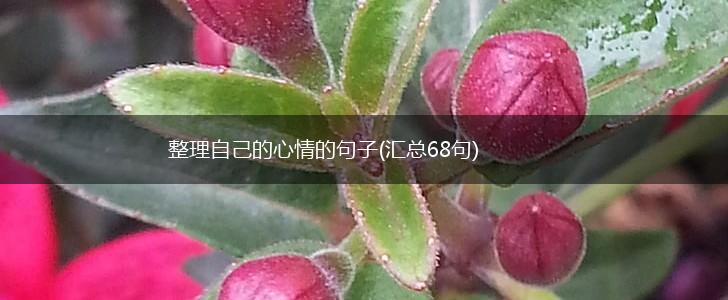 整理自己的心情的句子(汇总68句),第1张
