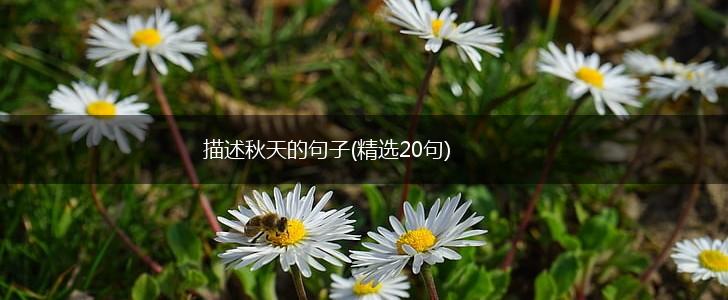描述秋天的句子(精选20句),第1张