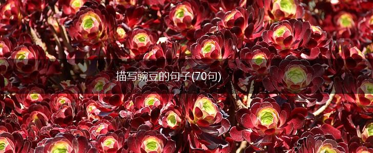 描写豌豆的句子(70句),第1张