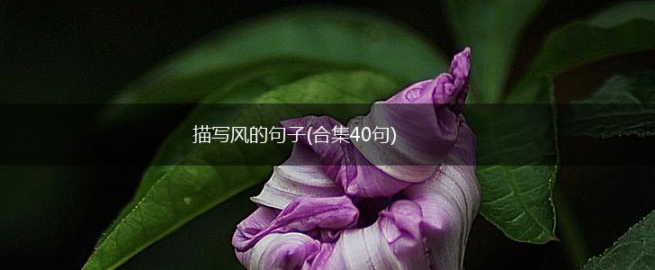 描写风的句子(合集40句),第1张