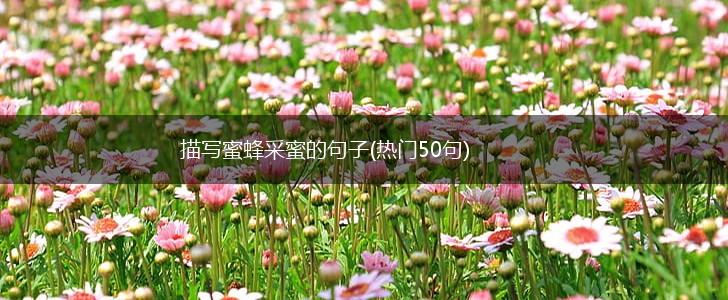 描写蜜蜂采蜜的句子(热门50句),第1张