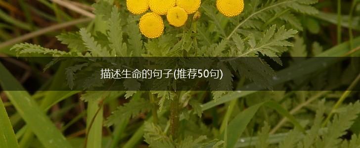 描述生命的句子(推荐50句),第1张