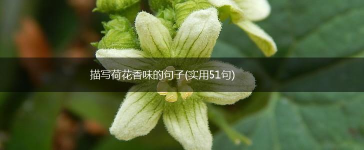 描写荷花香味的句子(实用51句),第1张