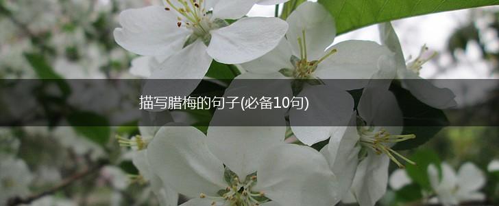 描写腊梅的句子(必备10句),第1张