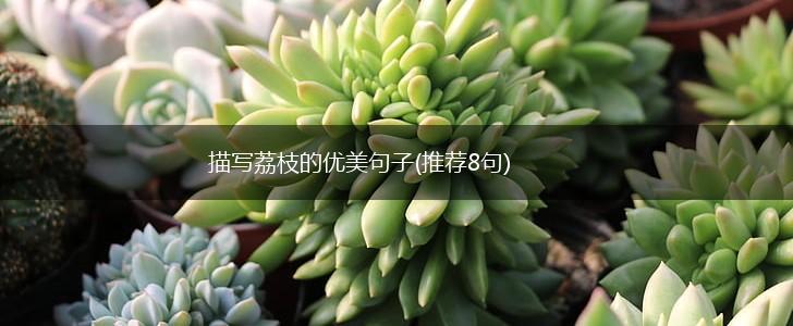 描写荔枝的优美句子(推荐8句),第1张