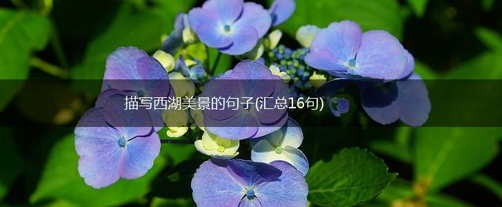 描写西湖美景的句子(汇总16句),第1张