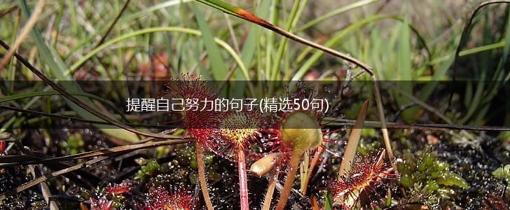 提醒自己努力的句子(精选50句),第1张