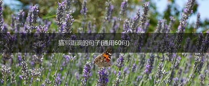 描写雨滴的句子(通用60句),第1张