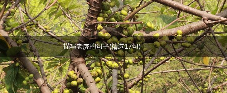描写老虎的句子(精选17句),第1张