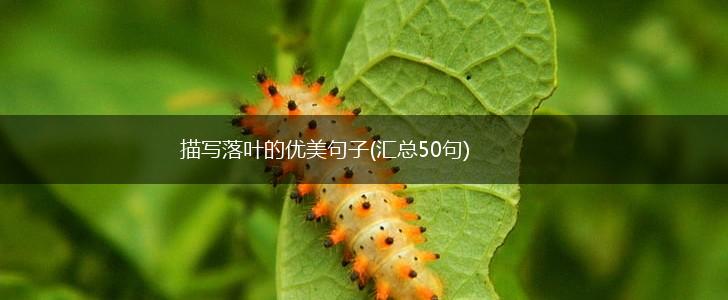 描写落叶的优美句子(汇总50句),第1张