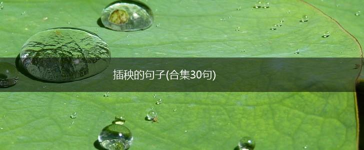 插秧的句子(合集30句),第1张