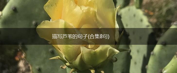 描写芦苇的句子(合集8句),第1张