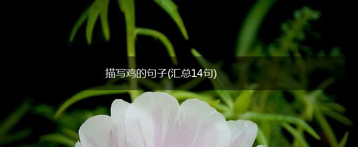 描写鸡的句子(汇总14句),第1张