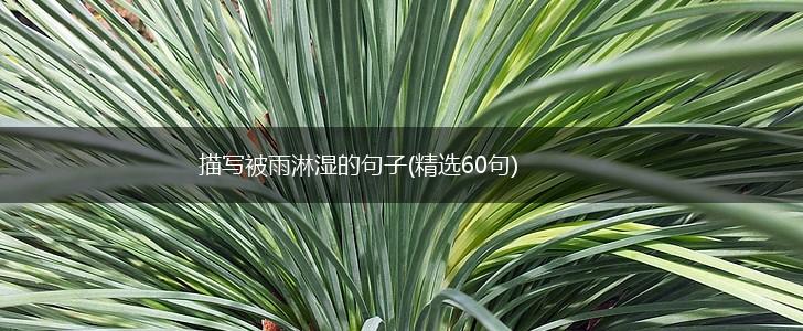 描写被雨淋湿的句子(精选60句),第1张