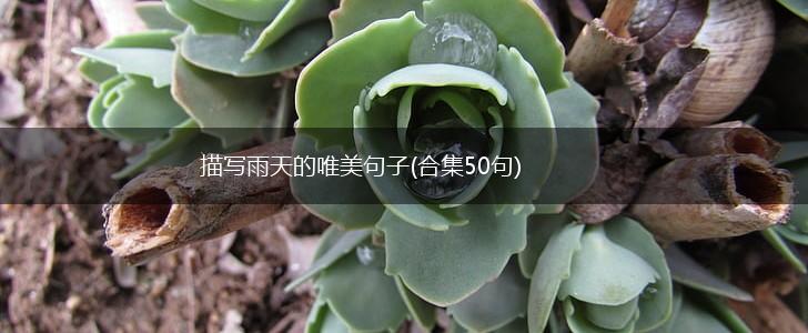 描写雨天的唯美句子(合集50句),第1张