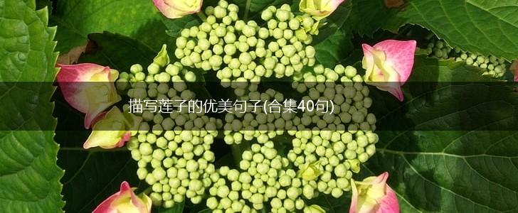 描写莲子的优美句子(合集40句),第1张