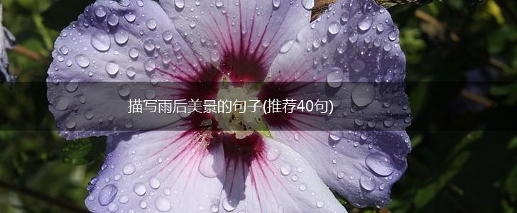 描写雨后美景的句子(推荐40句),第1张