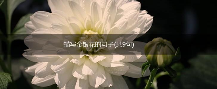 描写金银花的句子(共9句),第1张