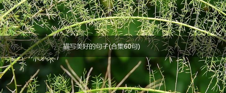 描写美好的句子(合集60句),第1张