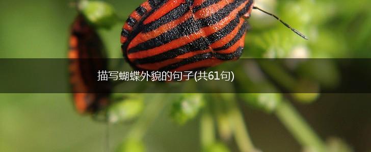 描写蝴蝶外貌的句子(共61句),第1张