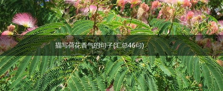 描写荷花香气的句子(汇总46句),第1张