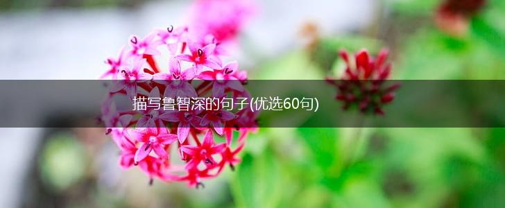描写鲁智深的句子(优选60句),第1张