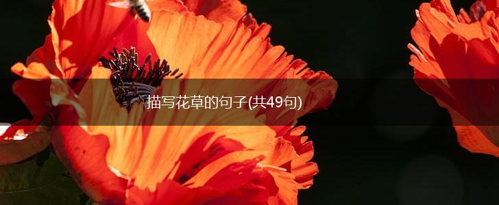描写花草的句子(共49句),第1张