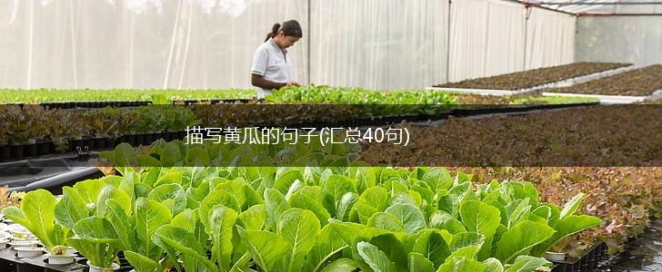 描写黄瓜的句子(汇总40句),第1张