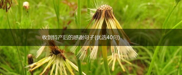 收到特产后的感谢句子(优选40句),第1张