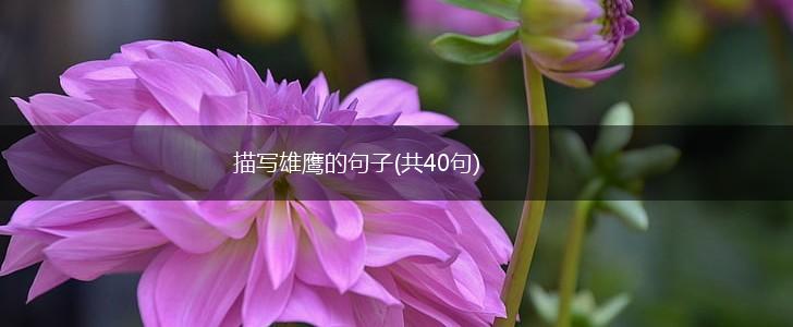 描写雄鹰的句子(共40句),第1张