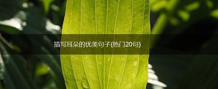 描写耳朵的优美句子(热门20句),第1张