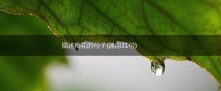 描述梅花的句子(通用31句),第1张