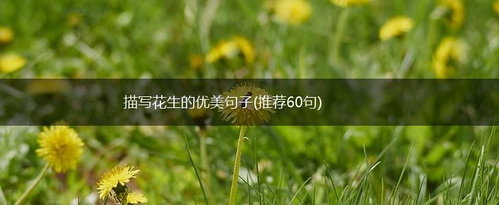 描写花生的优美句子(推荐60句),第1张