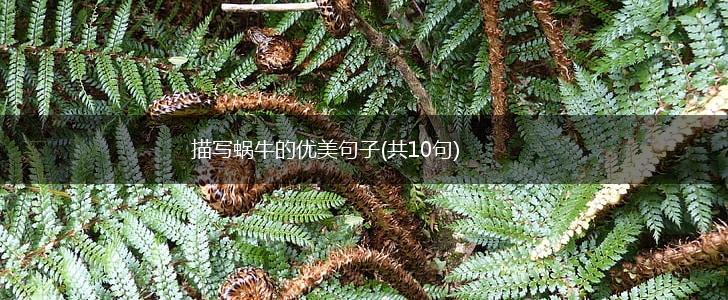 描写蜗牛的优美句子(共10句),第1张