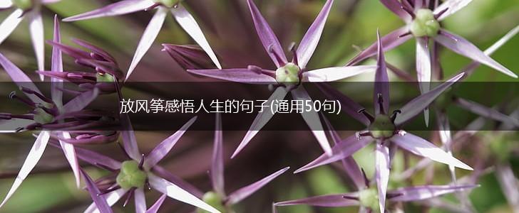 放风筝感悟人生的句子(通用50句),第1张
