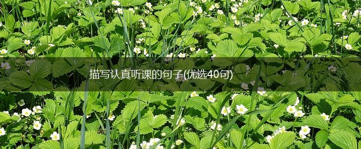 描写认真听课的句子(优选40句),第1张