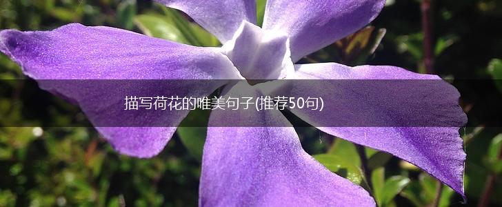 描写荷花的唯美句子(推荐50句),第1张