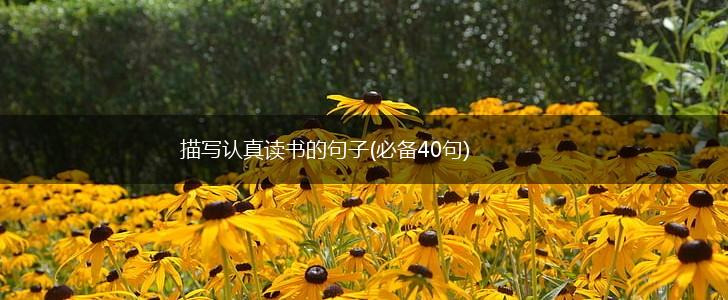 描写认真读书的句子(必备40句),第1张
