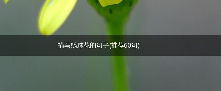 描写绣球花的句子(推荐60句),第1张