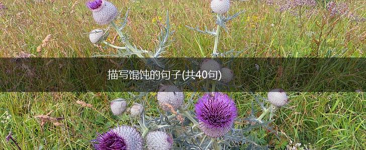 描写馄饨的句子(共40句),第1张