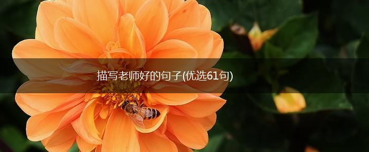 描写老师好的句子(优选61句),第1张