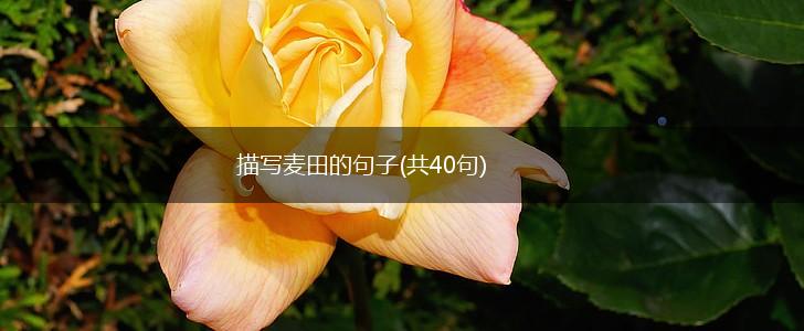 描写麦田的句子(共40句),第1张