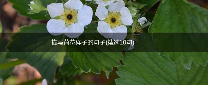 描写荷花样子的句子(精选10句),第1张
