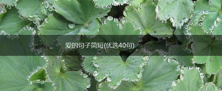 爱的句子简短(优选40句),第1张
