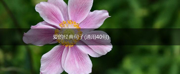 爱的经典句子(通用40句),第1张