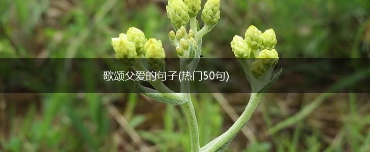 歌颂父爱的句子(热门50句),第1张