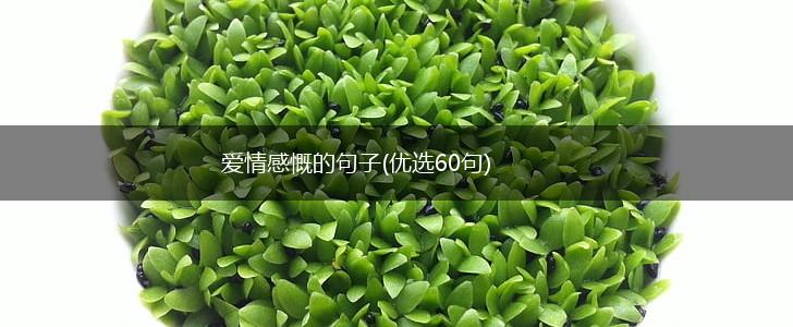 爱情感慨的句子(优选60句),第1张